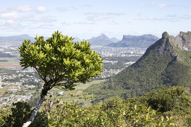 Free Tree Mountain photo and picture