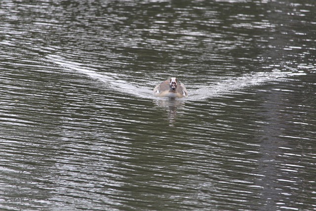 Free River Nature photo and picture