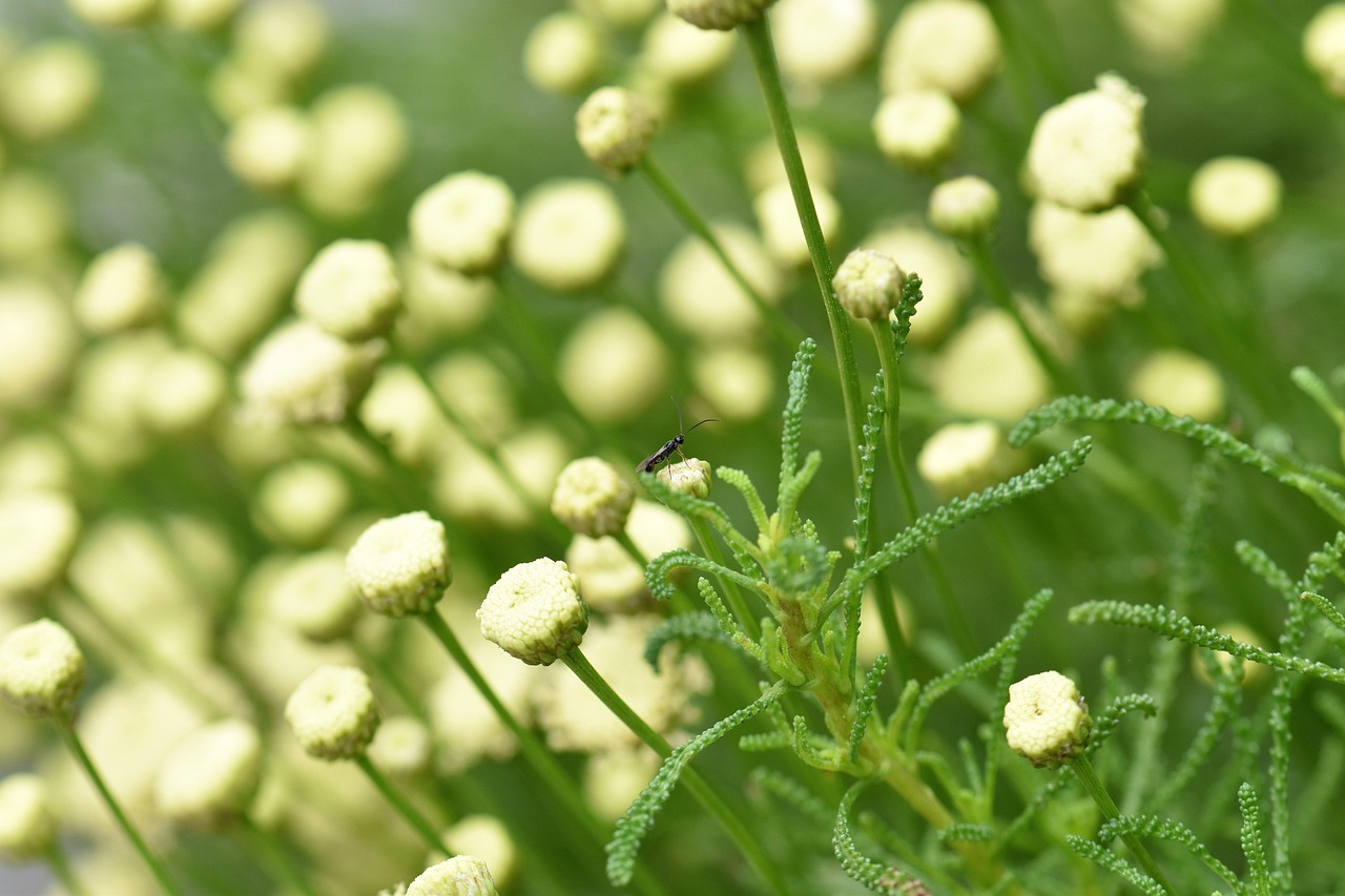 Olive Herb Seasoning Herbs Garden Free photo on Pixabay Pixabay