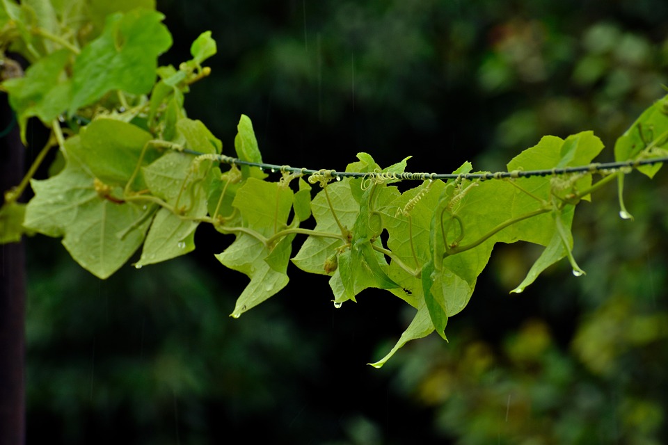 Ridge Gourd Climber Green Free photo on Pixabay