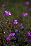 immortelle, plant, mov