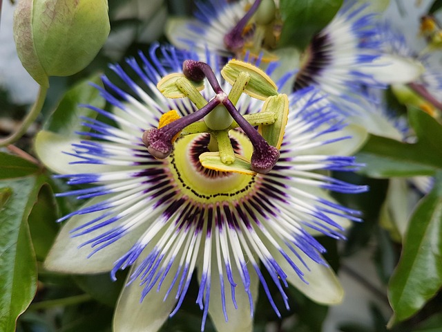 Free Blossom Nature photo and picture