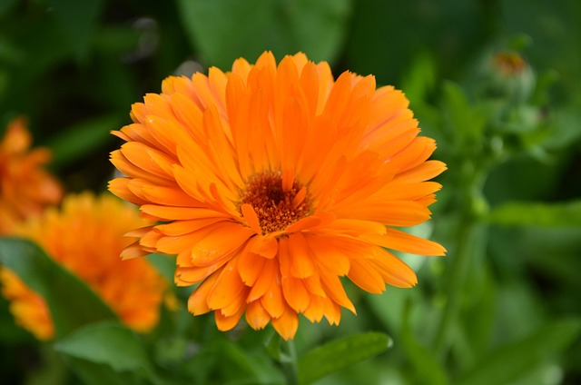 Free Floral Nature photo and picture