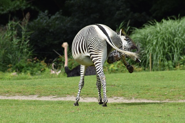 Dyremodtagelse, Safari, Zebra, Strimmel