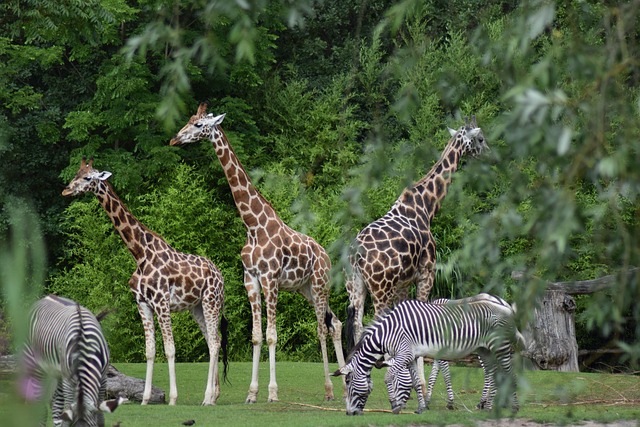 Giraf, Zoo, Tæt Op, Fik Øje På, Natur