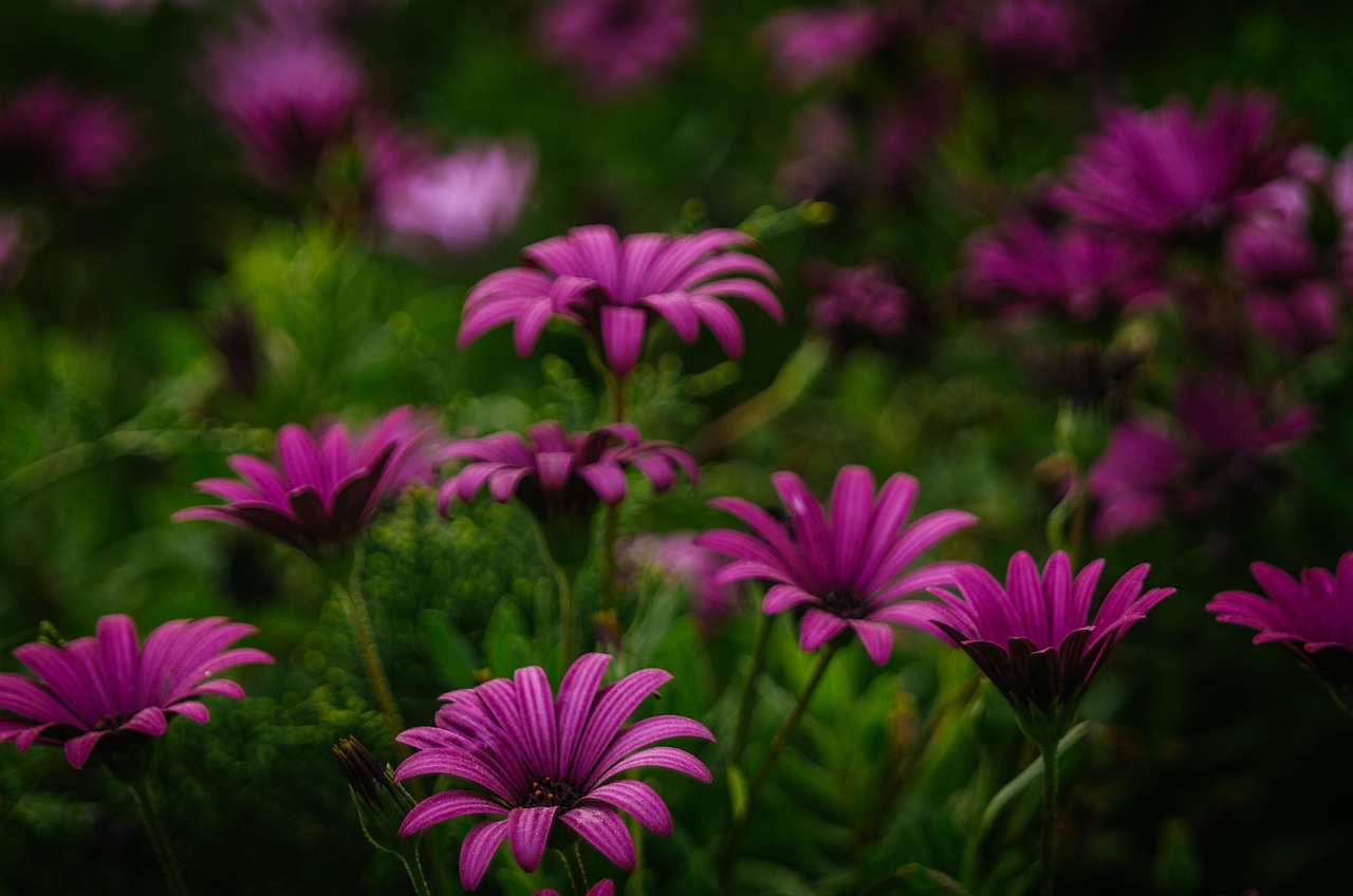 Ungu Bunga-Bunga Bloom - Foto gratis di Pixabay - Pixabay