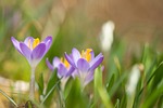 flowers, crocus, spring