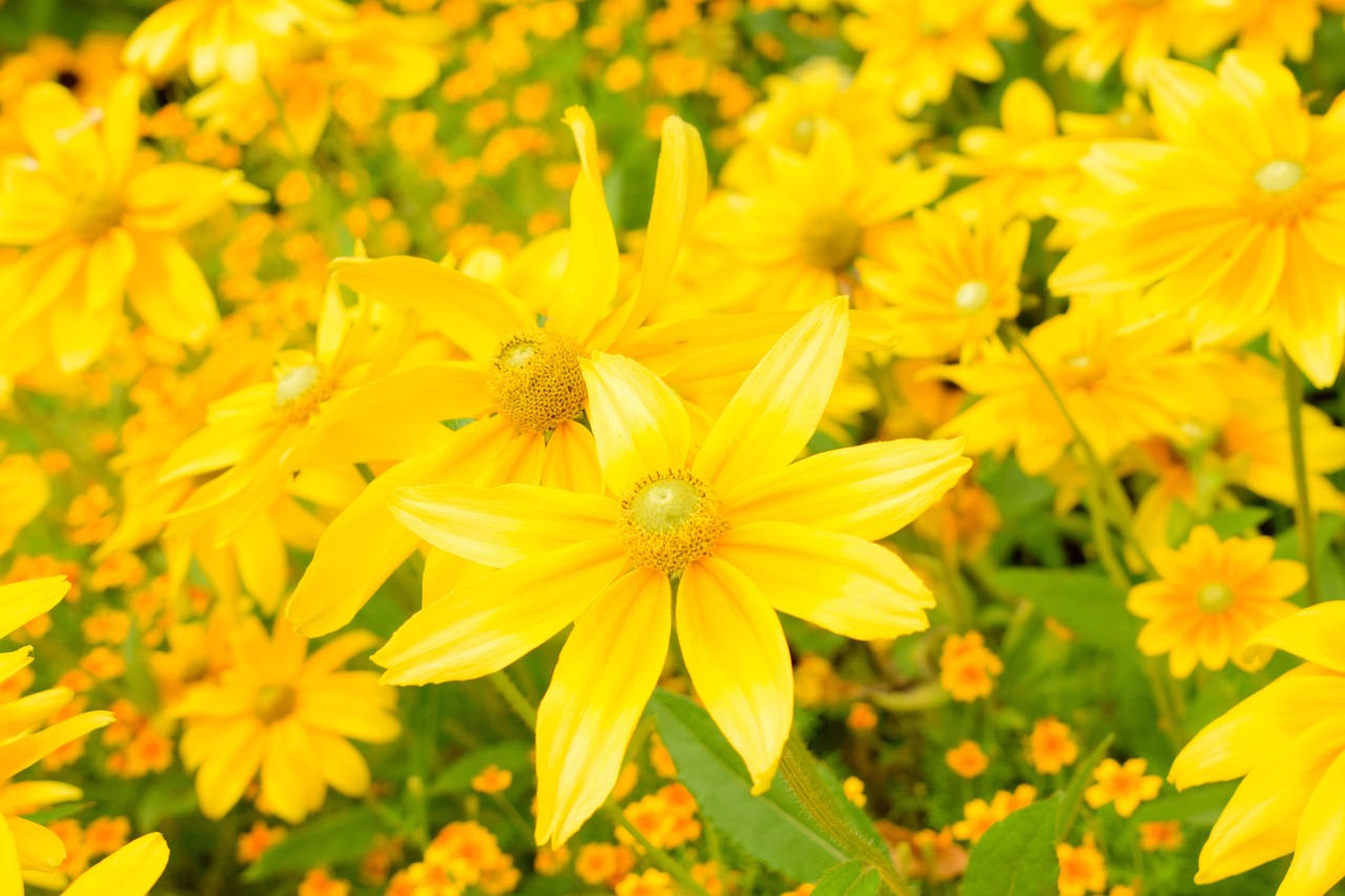 花 黄 ブルーム - Pixabayの無料写真