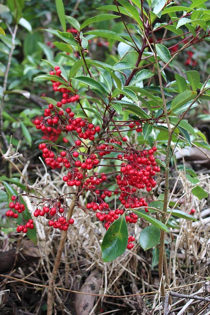 Free Plant Flower photo and picture