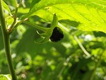 belladonna, atropa belladonna, toxic