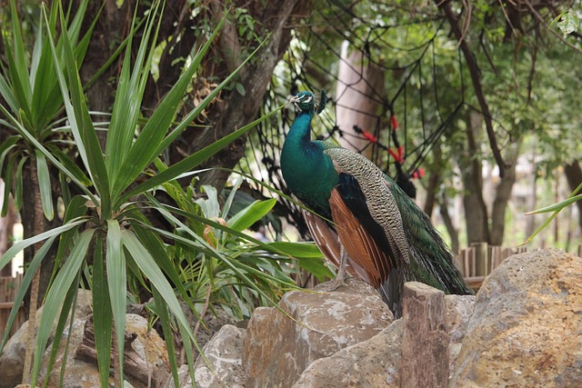 Free Peacock Animal photo and picture