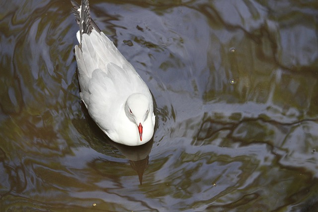 Free Bird Water photo and picture