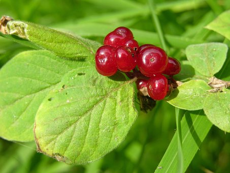 Free Berry Red Berries photo and picture