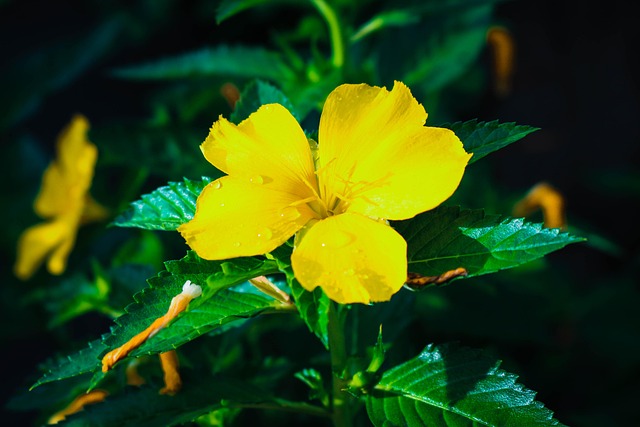 Free Flower Flower Background photo and picture