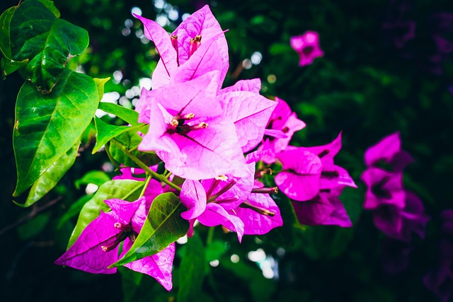 Free Flower Gloomy photo and picture