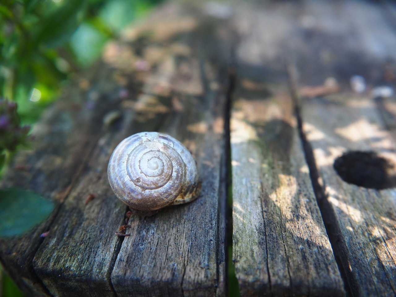 Pendentif Coquille En Spirale Nacrée - Dorure - Très Bon état - Occasion