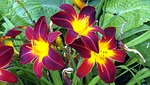 flowers, plants, lilies