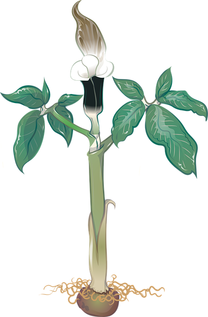 Free Vector Arisaema vector and picture