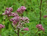 flowers, pink, pink flower