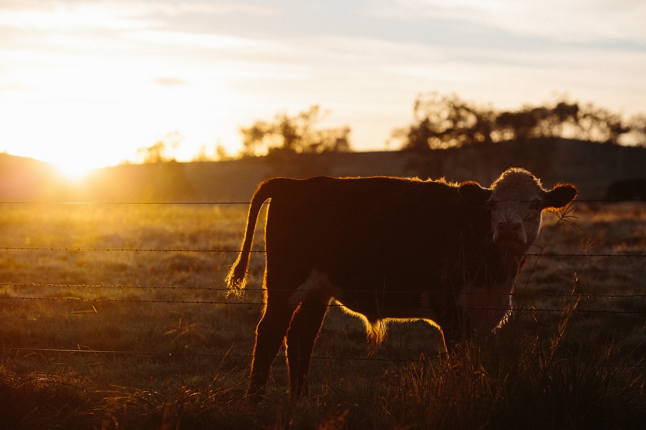 Cow - free online jigsaw puzzle photo