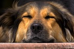 dog, nose, close