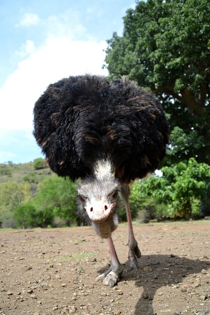 Free Ostrich Wild photo and picture
