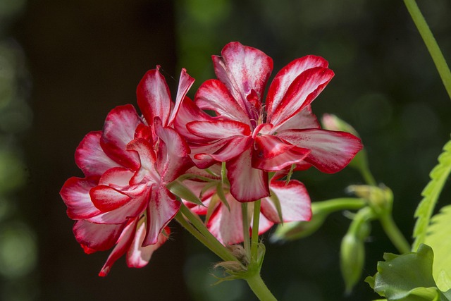 Blomst, Blomst Tapet, Geranium