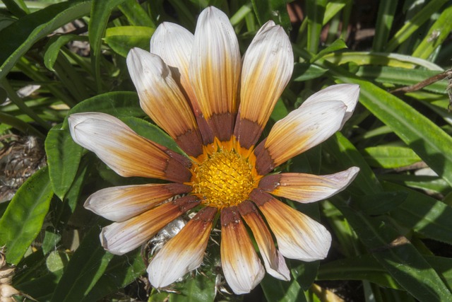 Blomst, Plante, Sommerblomster