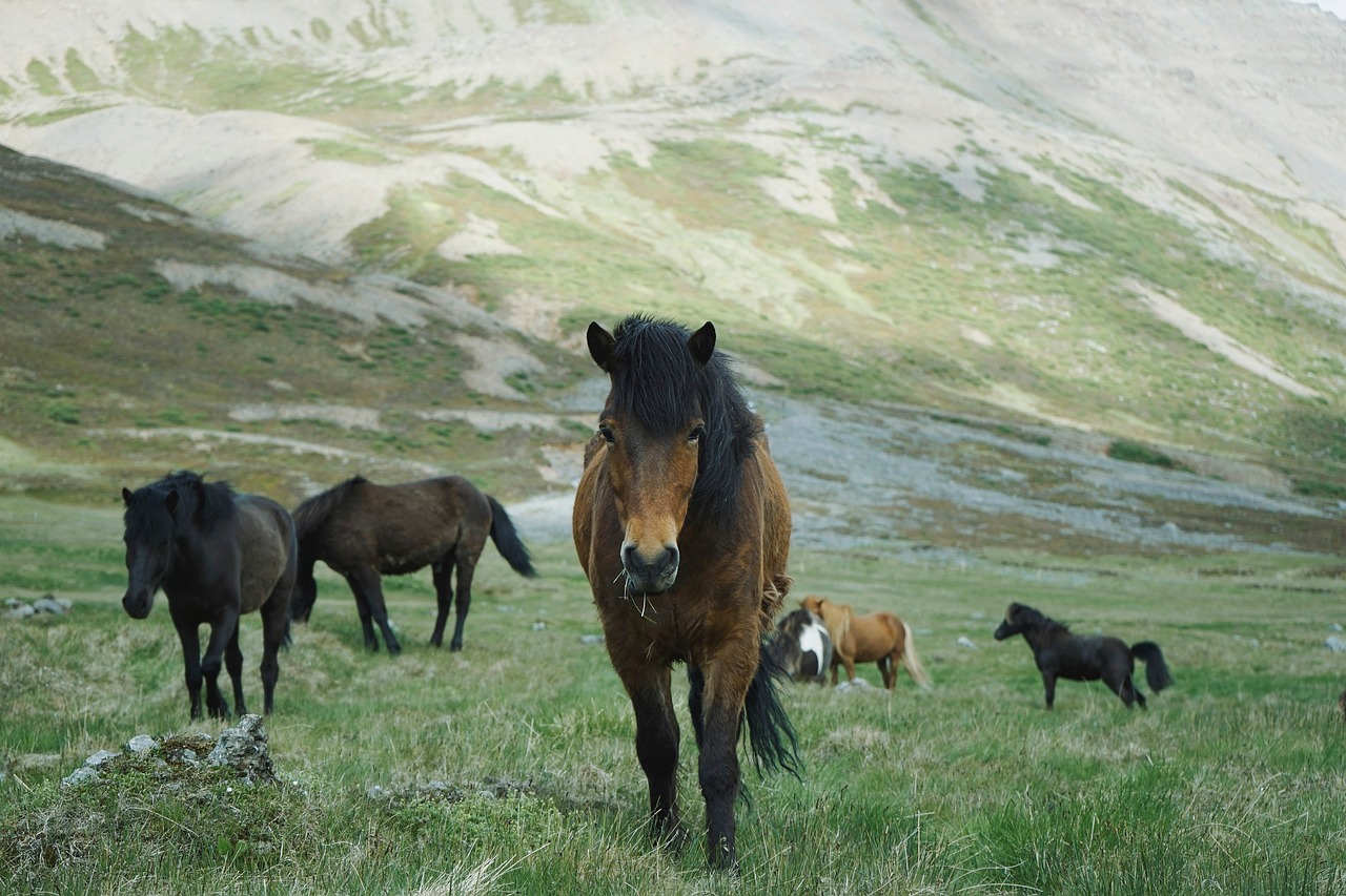 Horse - free online jigsaw puzzle photo