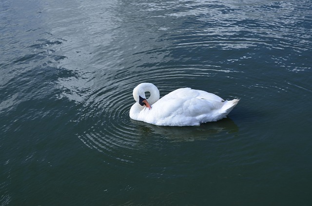 Free Nature Swan photo and picture