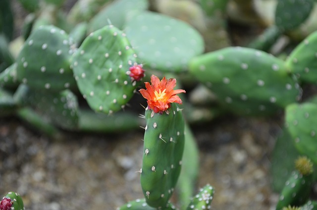 Free Cacti Nature photo and picture