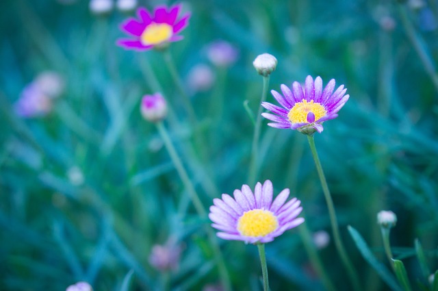 Bunga Bloom Bunga-Bunga - Foto gratis di Pixabay - Pixabay