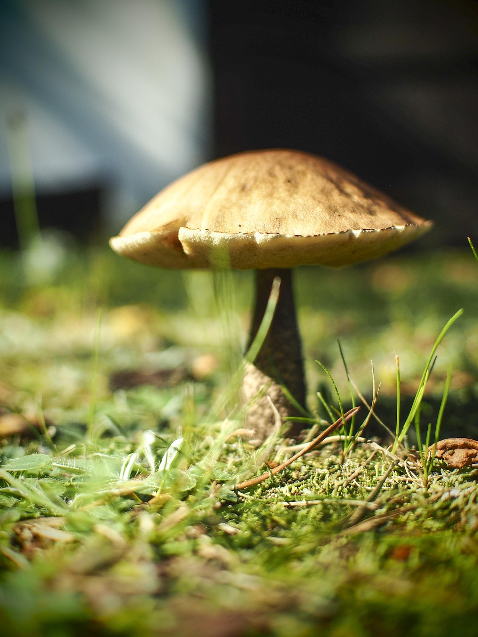 mushroom-2560922_1280.jpg