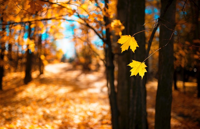 trees, plants, nature, forest, sunshine, sunrise, sunlight, morning, autumn, brown sunrise, brown sunshine, brown morning, sunshine, sunshine, sunshine, sunrise, sunrise, sunrise, morning, morning, morning, morning, morning