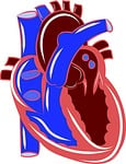 heart, anatomy, circulatory