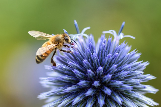 Free Bee Thistle photo and picture