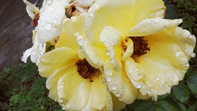 Free Rose Yellow Rose photo and picture