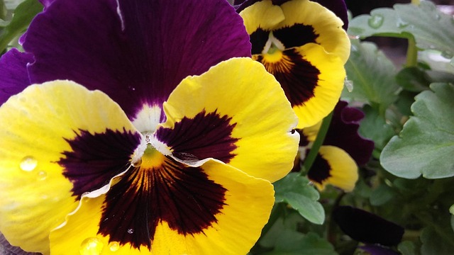 Free Pansies Pansy photo and picture