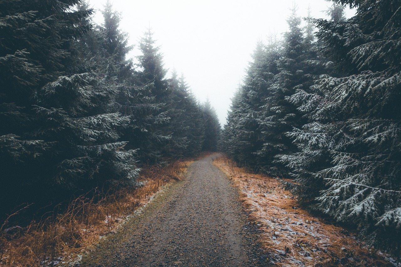 Trees - free online jigsaw puzzle photo