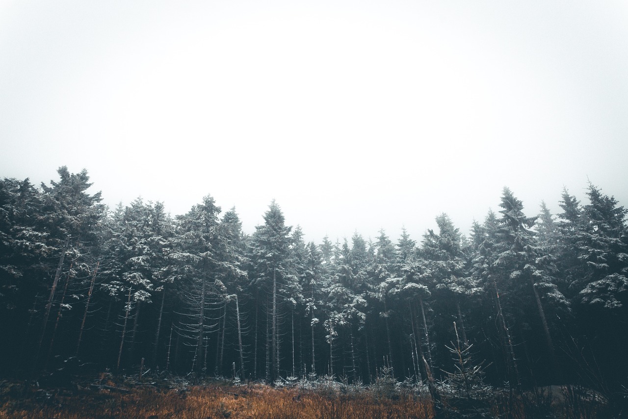 Trees - free online jigsaw puzzle photo