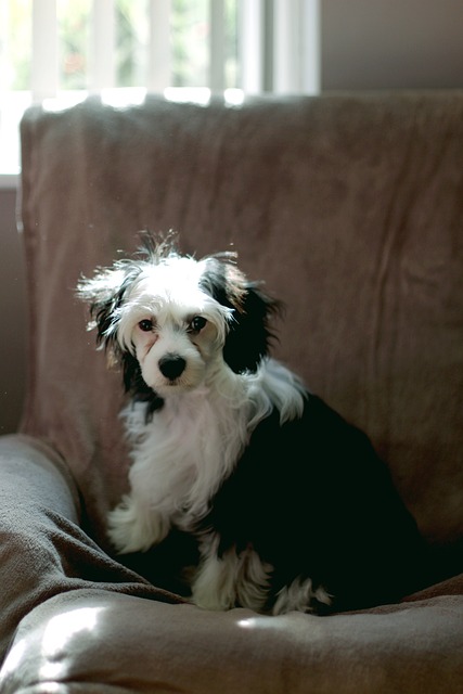 Free Dog Puppy photo and picture