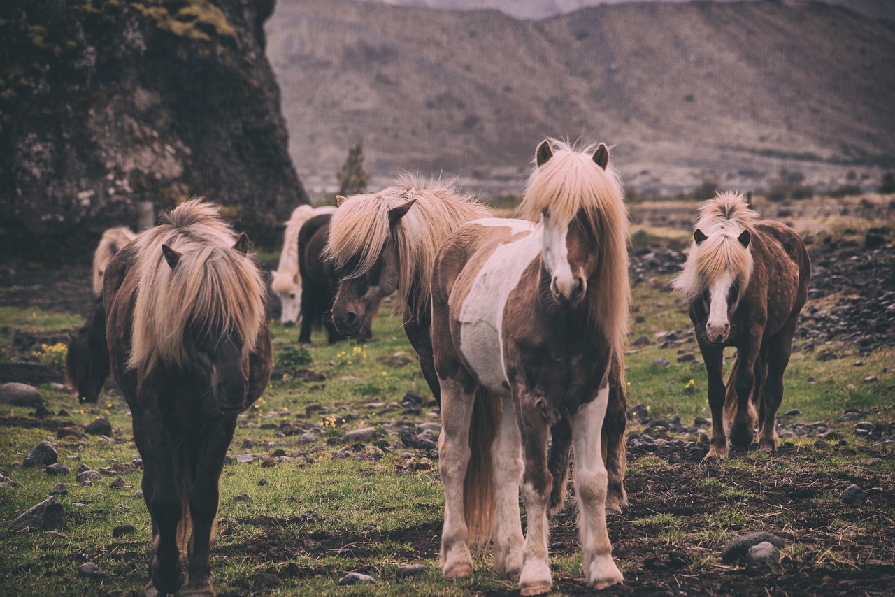 Horse - free online jigsaw puzzle photo