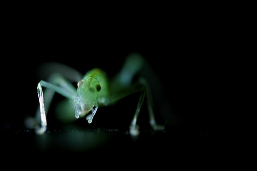 Free Insect Green photo and picture
