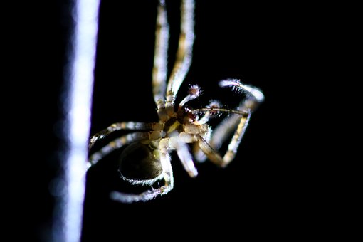 Free Spider Insect photo and picture