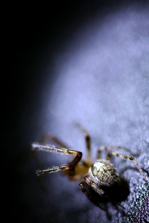 Araña Insecto Macro - Foto gratis en Pixabay - Pixabay