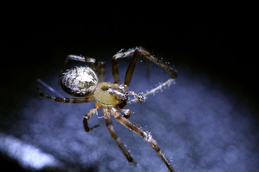 Free Spider Insect photo and picture