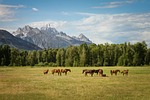 horse, animal, eating
