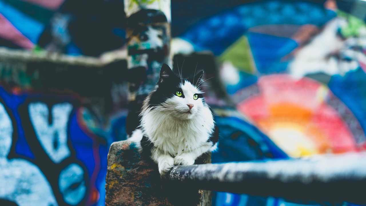 Wall - free online jigsaw puzzle photo