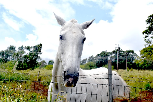 Free Horse Equestrian photo and picture