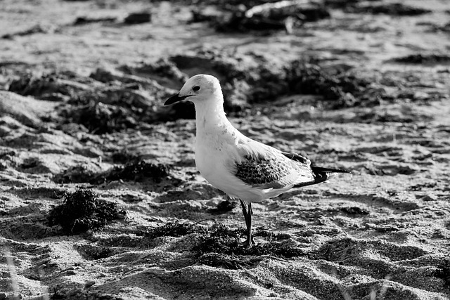Free Bird Beach photo and picture